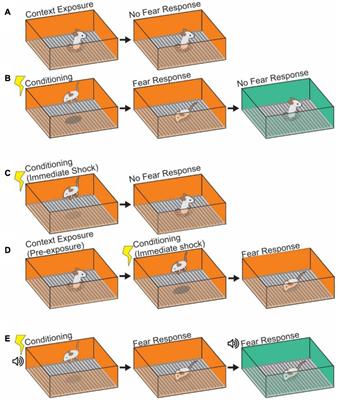 Neuronal Ensembles Organize Activity to Generate Contextual Memory